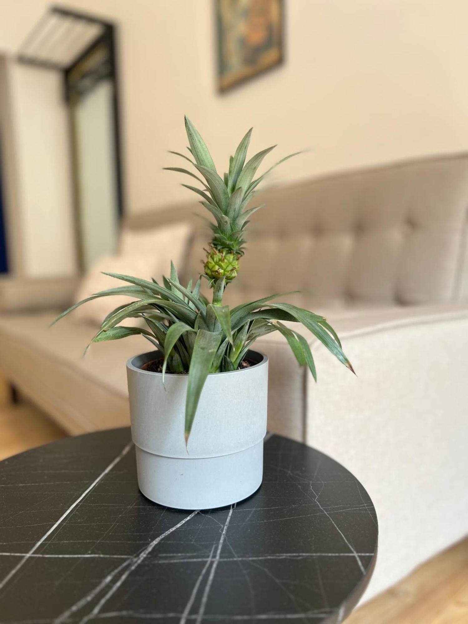 Modern Stay I Cosy & Central Apartments 科布倫茨 外观 照片